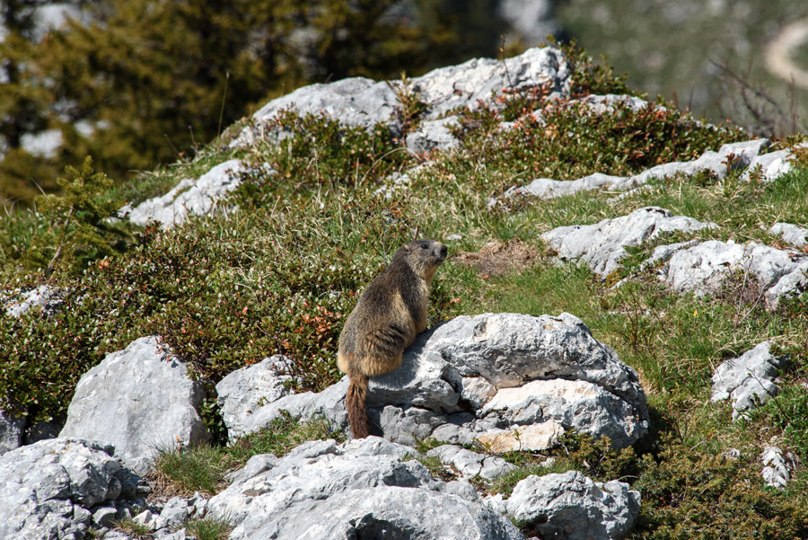 Animaux de Chartreuse
